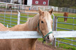 Brown Horse