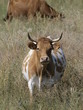 Vacas en Fuentesauco (Zamora)