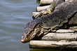 Lizard