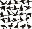 Geese black silhouette Geese black silhouette