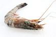 Fresh and big raw tiger prawn still with shell on