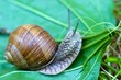 snail snail