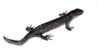 Triturus cristatus, Great Crested Newt