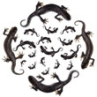 Triturus cristatus, Great Crested Newt