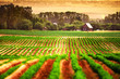 Agricultural field with a house in the background