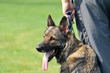 police dog