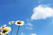 weiss-gelbe Blume vor blauem Himmel