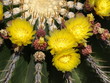 Kaktus im Jardin de Cactus in Guatiza auf Lanzarote