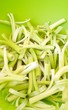 Coscoll en salade (plante sauvage comestible)