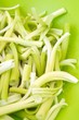 Coscoll en salade (plante sauvage comestible)