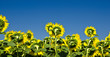 girasole