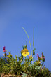 Glaucium flavum, Papaveraceae. Plateau Assy in Kazakhstan, Asia.