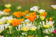 Kalifornischer Mohn - California poppy 19