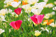 Kalifornischer Mohn - California poppy 20