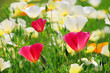 Kalifornischer Mohn - California poppy 21