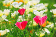 Kalifornischer Mohn - California poppy 22