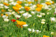 Kalifornischer Mohn - California poppy 23