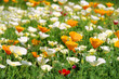 Kalifornischer Mohn - California poppy 24