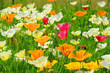 Kalifornischer Mohn - California poppy 25