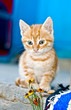 Cute red kitten.