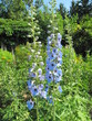 Lupine oder Glockenblume?