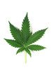 cannabis