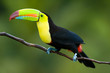 Keel Billed Toucan, from Central America. Keel Billed Toucan, from Central America.