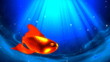 Goldfish swimming