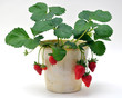 Pianta di fragole