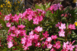 Laurier rose en fleurs Laurier rose en fleurs