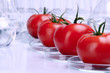 Quadro tomatoes in lab