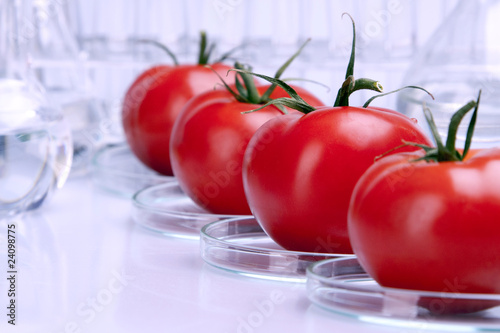 tomatoes in lab tomatoes in lab