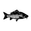 poisson, vecteur