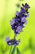 Wet Lavender