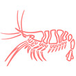 langouste, vecteur