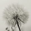 Pusteblume