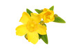 Hypericum flowers and buds