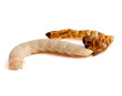 Molting worm