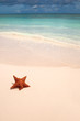 Red starfish on a sand beach Red starfish on a sand beach