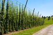 Foto: Tettnanger Aromahopfen #4 Tettnanger Aromahopfen #4
