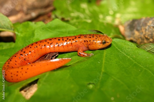 Photo: Red Salamander (Pseudotriton ruber) in Alabama, USA Red Salamander (Pseudotriton ruber) in Alabama, USA