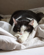 Katze beim faulenzen