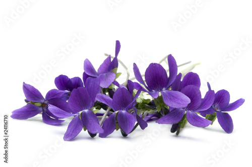 Photo: Violets Violets