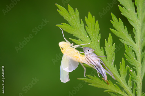 Photo: leafhopper nymphs just completed metamorphosis leafhopper nymphs just completed metamorphosis