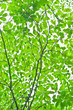 fresh green leaves