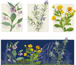 Herbs