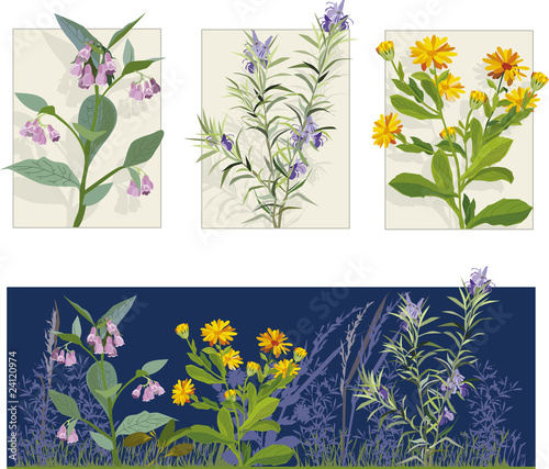 Vektor: Herbs Herbs