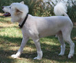 white dog white dog