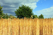 barley tree and cloudy sky