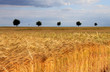 barley field trees cloudy sky